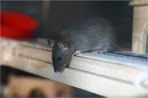 BEST RAT REPELLENT