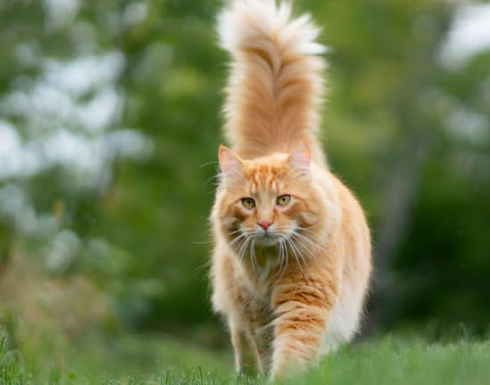 BUY THE BEST CAT REPELLENT