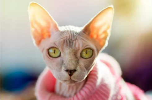 WHERE TO BUY THE BEST CAT REPELLENTS