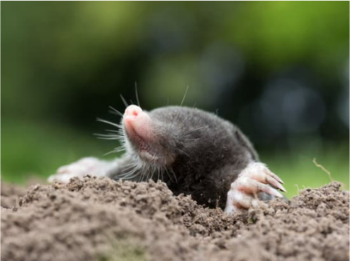 BEST MOLE CONTROL