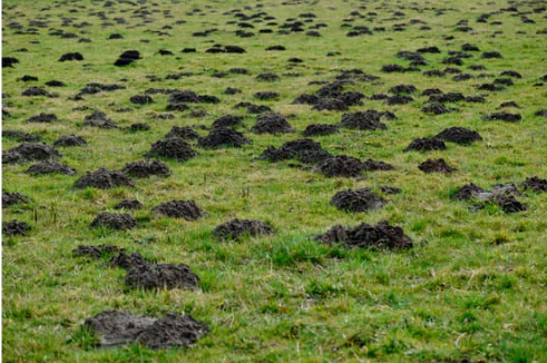 STOP MOLE PROBLEMS