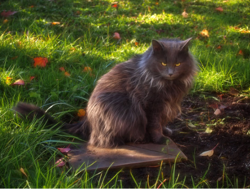 WHERE TO BUY CAT REPELLENT?