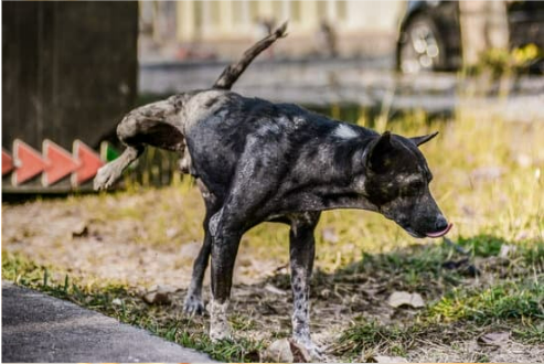 WHERE TO BUY DOG REPELLENT