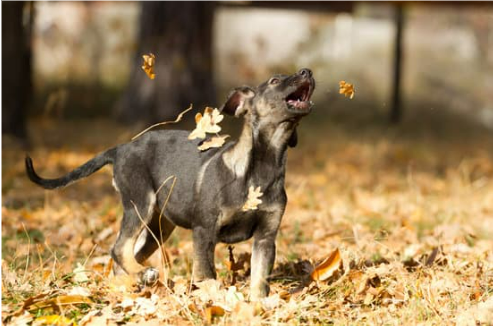 WHERE TO BUY DOG REPELLENT