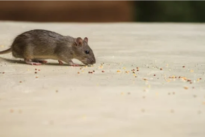 Where to Buy the Best Mouse Repellents