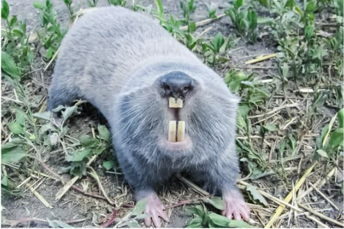 BEST MOLE DETERRENTS