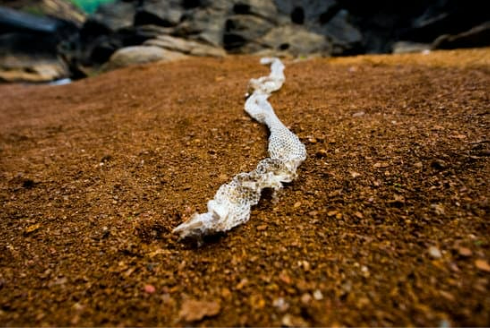 WHERE TO BUY SNAKE REPELLENT?