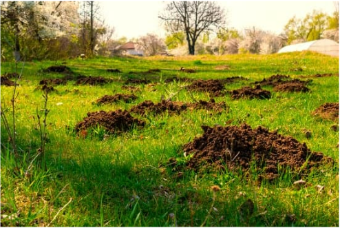 BEST MOLE DETERRENT