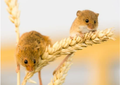 BEST MOUSE DETERRENTS