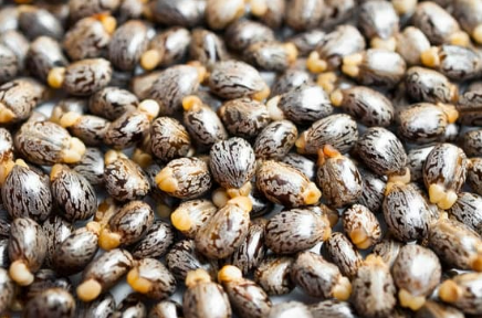 Can castor beans be used as garden rodent repellent?
