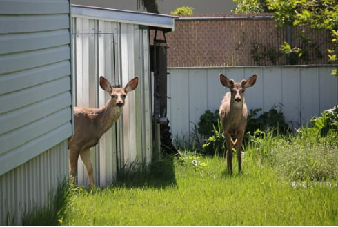 BEST DEER DETERRENT