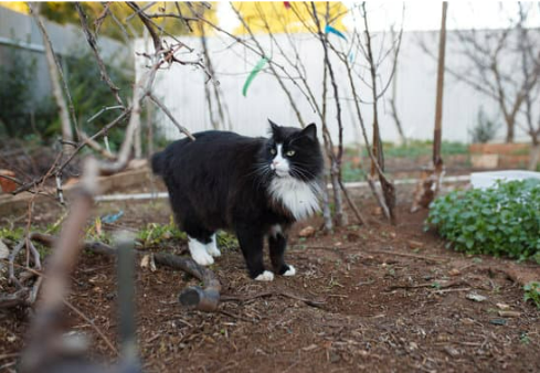 BEST CAT DETERRENT