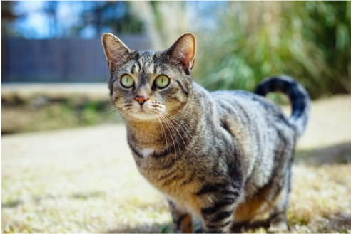 BEST CAT CONTROL