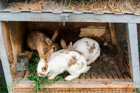 WHERE TO BUY RABBIT REPELLENT