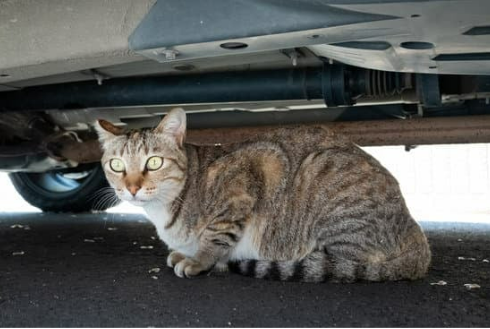 WHERE TO BUY CAT REPELLENTS