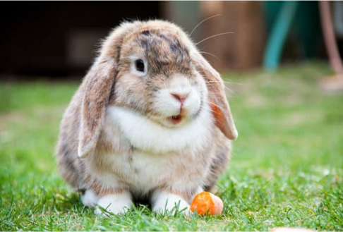 BEST RABBIT DETERRENT