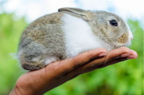 BEST RABBIT CONTROL