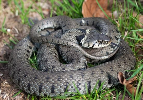 BEST SNAKE CONTROL