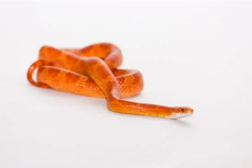 BEST SNAKE DETERRENTS