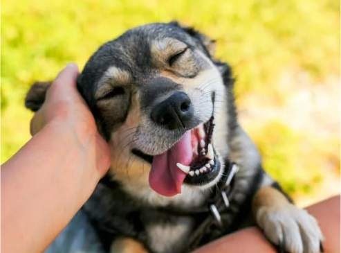 BEST DOG DETERRENTS