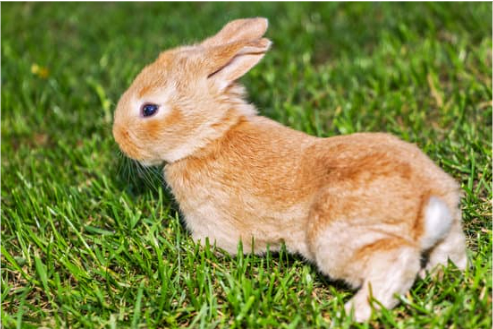 BEST RABBIT DETERRENTS