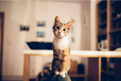 BEST CAT DETERRENTS