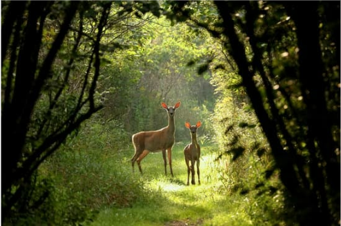 WHERE TO BUY THE BEST DEER REPELLENT