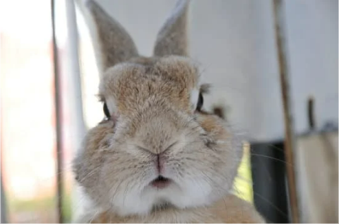 WHERE TO BUY THE BEST RABBIT REPELLENT