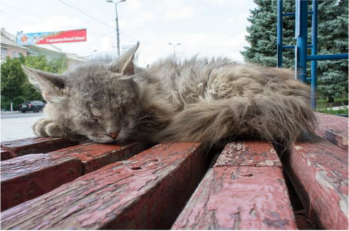 STOP CAT PROBLEMS