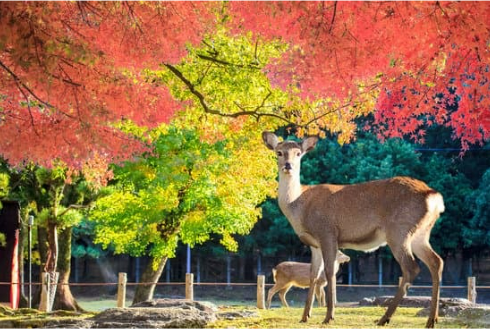 Electronic Deer Car Accident Prevention