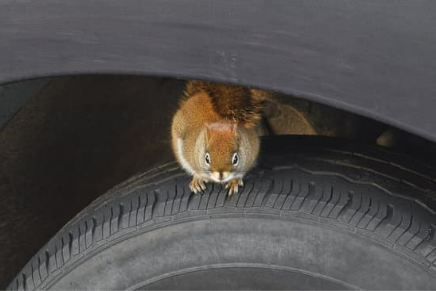 What can repel squirrels from cars?