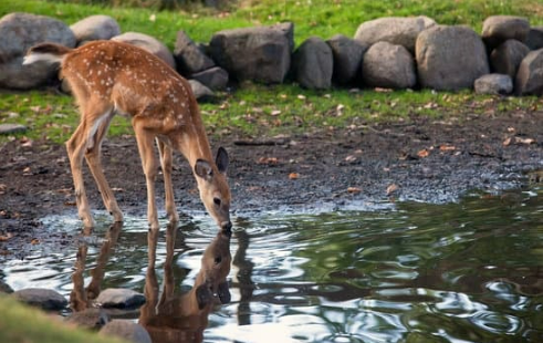 DEER WHISTLE