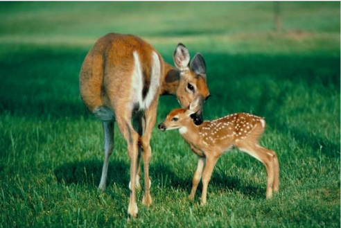 DO DEER CAR WHISTLES WORK?