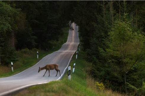 DEER CRASH PREVENTION PRECAUTION