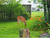 USE A DEER REPELLENT TO PROTECT YOUR GARDEN