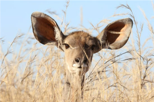 MECHANICAL DEER DETERRENTS