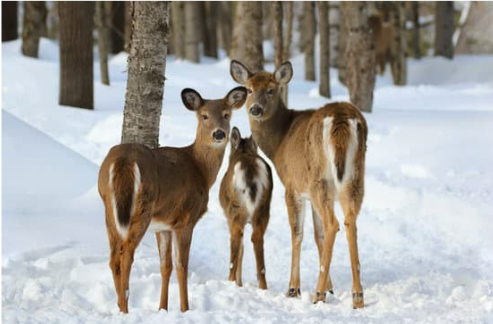 NATURAL DEER REPELLENT
