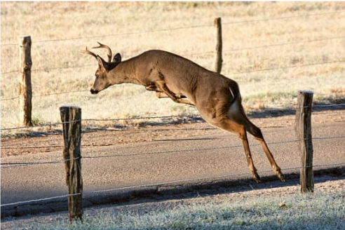 NEED FOR DEER FENCING