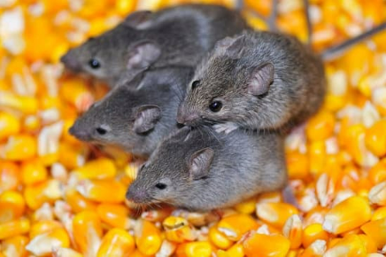 Using live traps to keep mice out of the garage