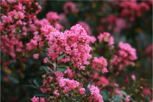 DEER RESISTANT PLANTS