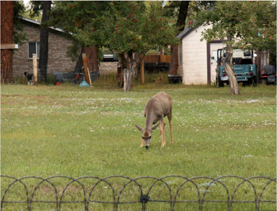 Deer Repellent Tips