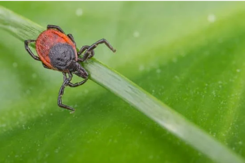 DEER TICK INFORMATION