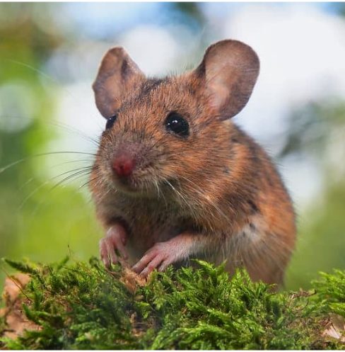 WHERE TO BUY MOUSE REPELLENTS