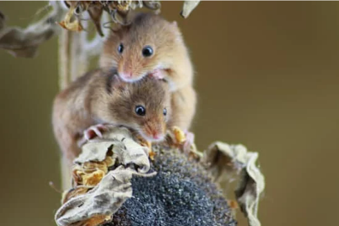 BUY MICE REPELLENT