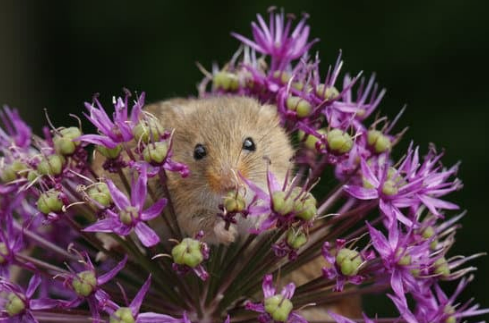 WHERE TO BUY THE BEST MICE REPELLENT