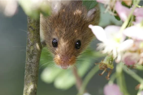 BEST MOUSE REPELLENTS