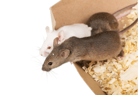 STOP MOUSE PROBLEMS
