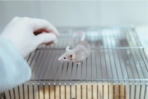 BEST MICE REPELLENTS