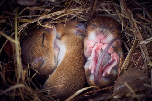 BEST MICE DETERRENTS