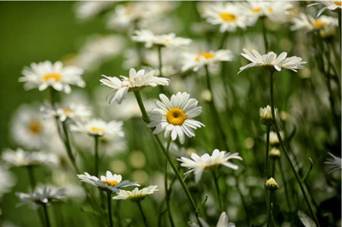 DEER RESISTANT PERENNIALS